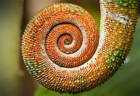 HELIX Meaning in Tagalog .